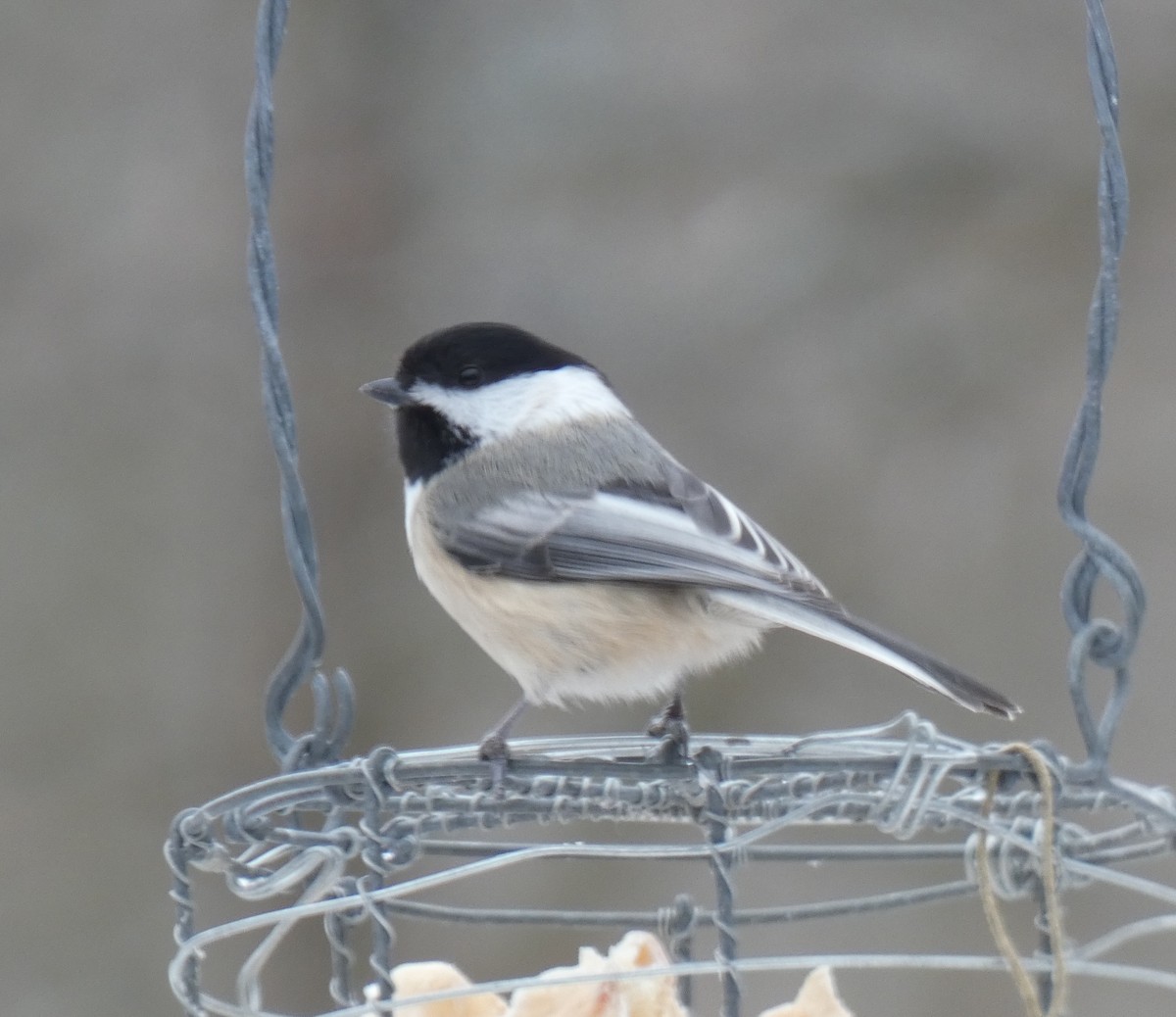 Black-capped Chickadee - ML198976361