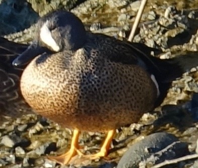 Blue-winged Teal - ML198977101