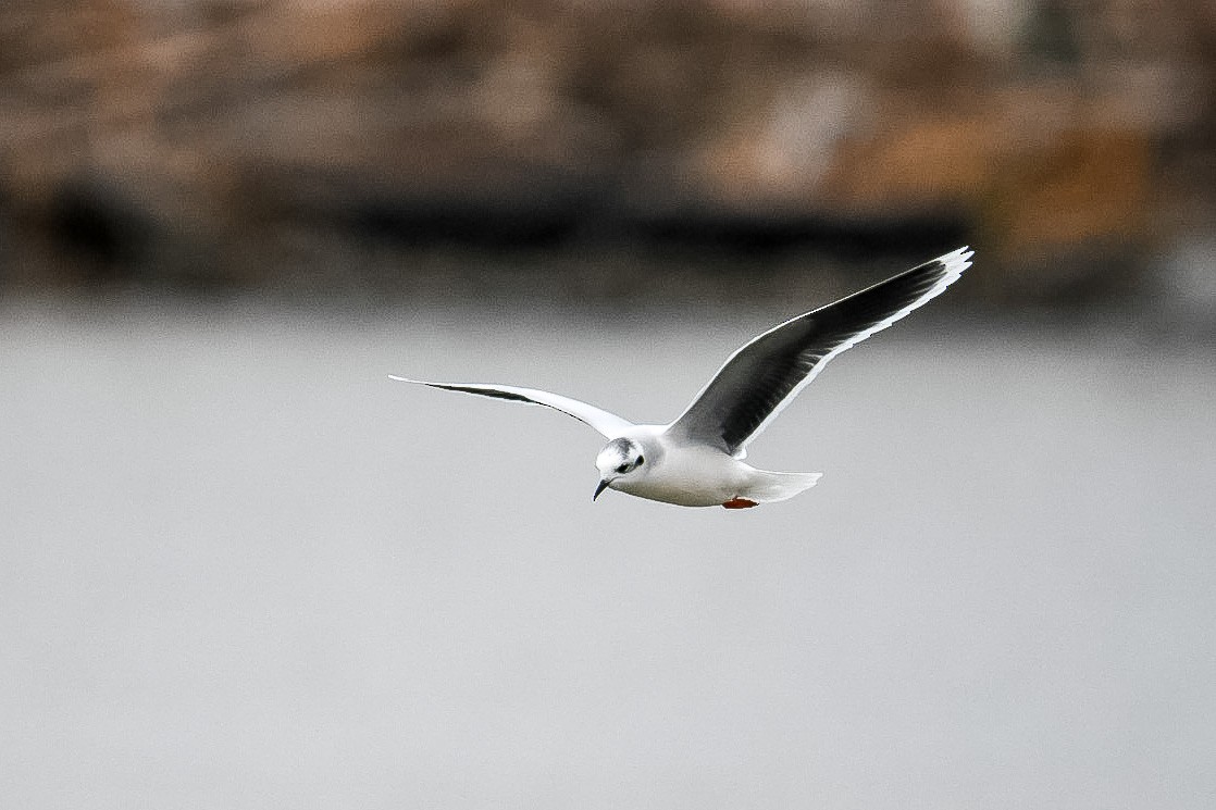 Little Gull - Donald Dixon