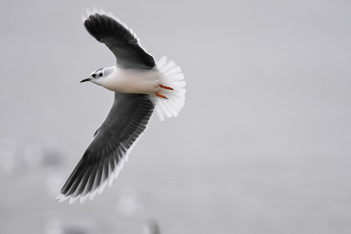 Little Gull - Donald Dixon