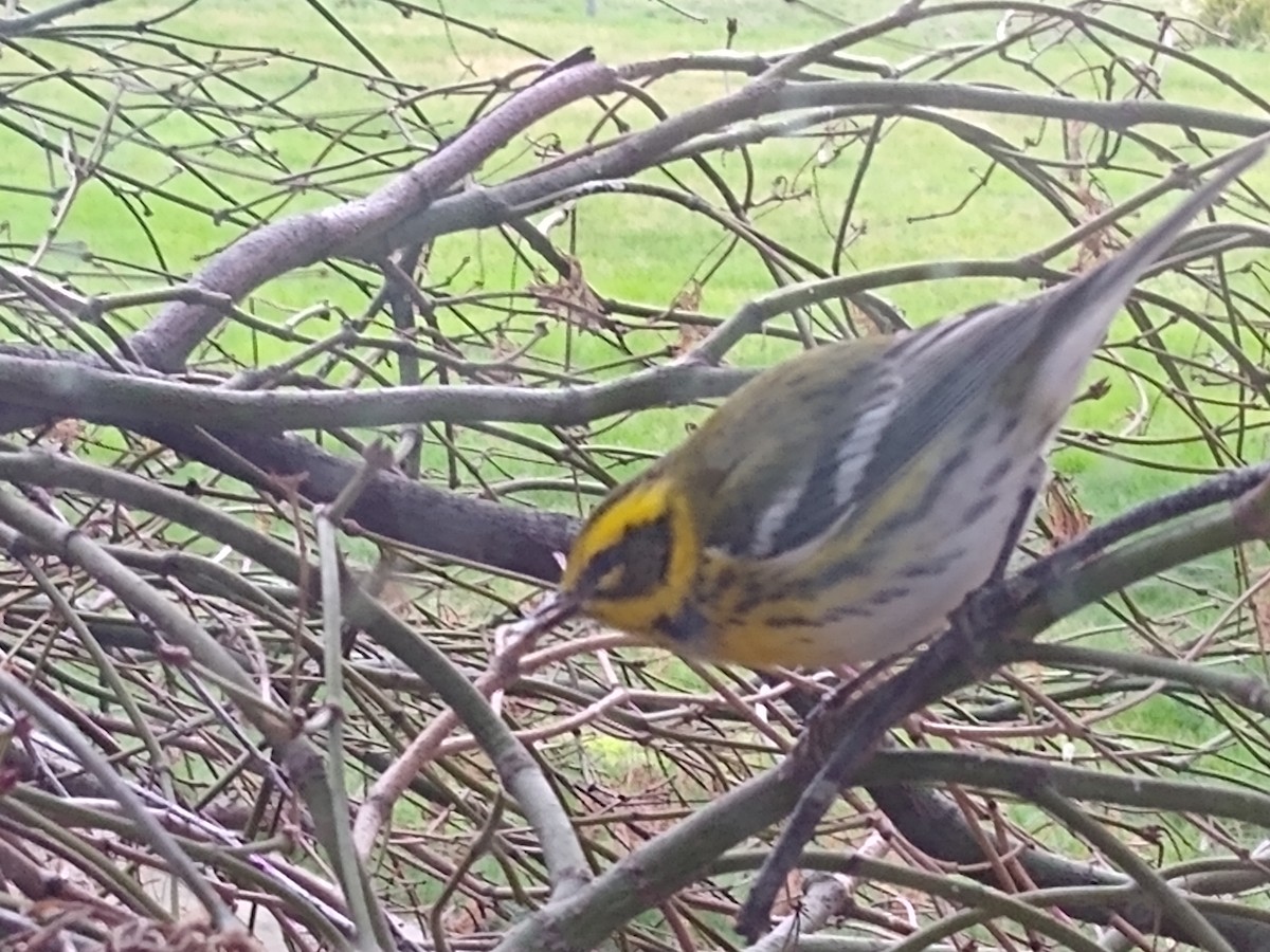 Townsend's Warbler - Anna Pickering