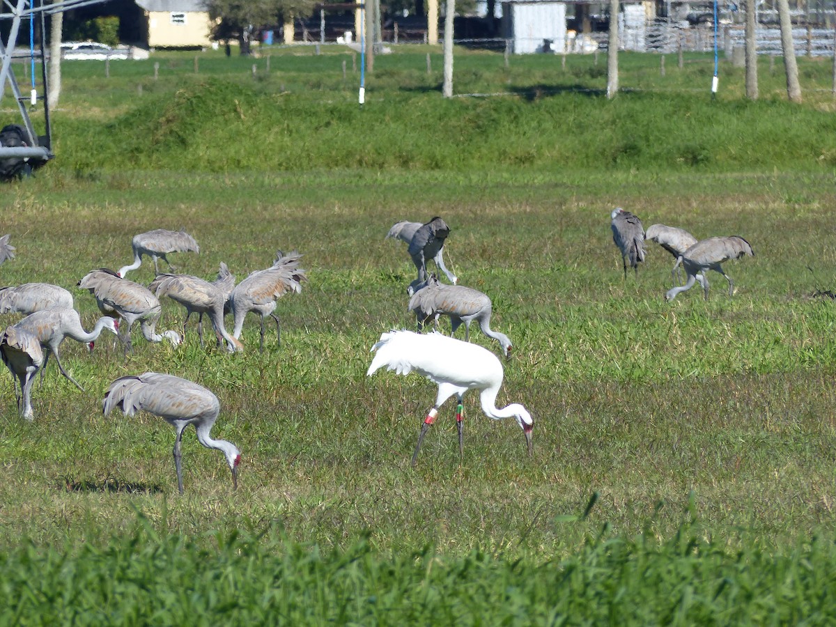 Whooping Crane - ML198982621