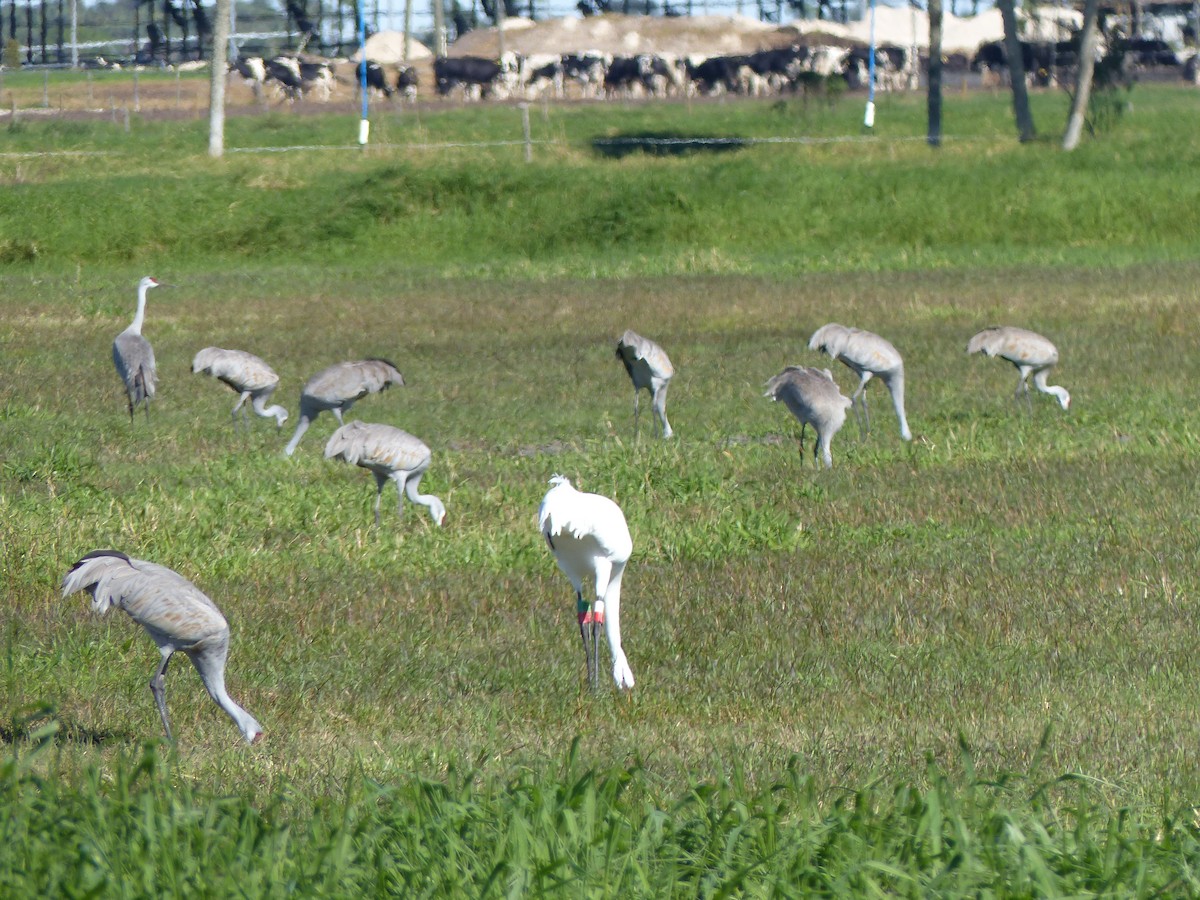 Grulla Trompetera - ML198982641