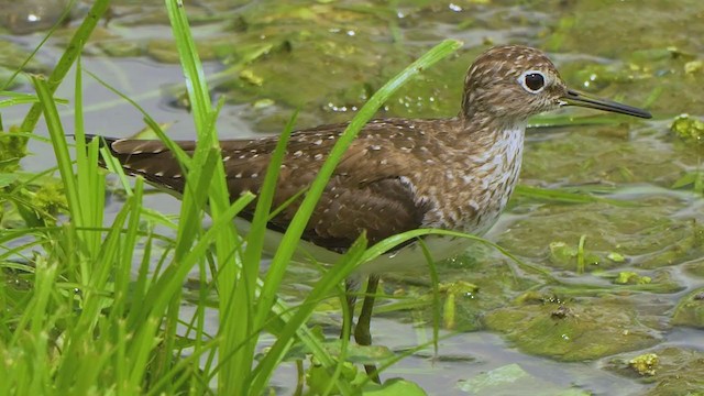 Solitary Sandpiper - ML198982841