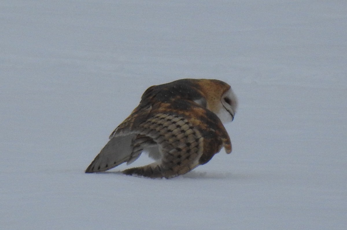 Barn Owl - ML198983951