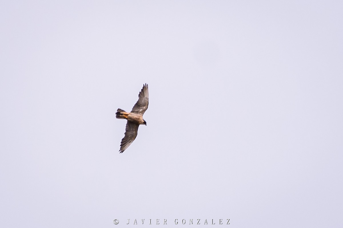 Peregrine Falcon - Javier González