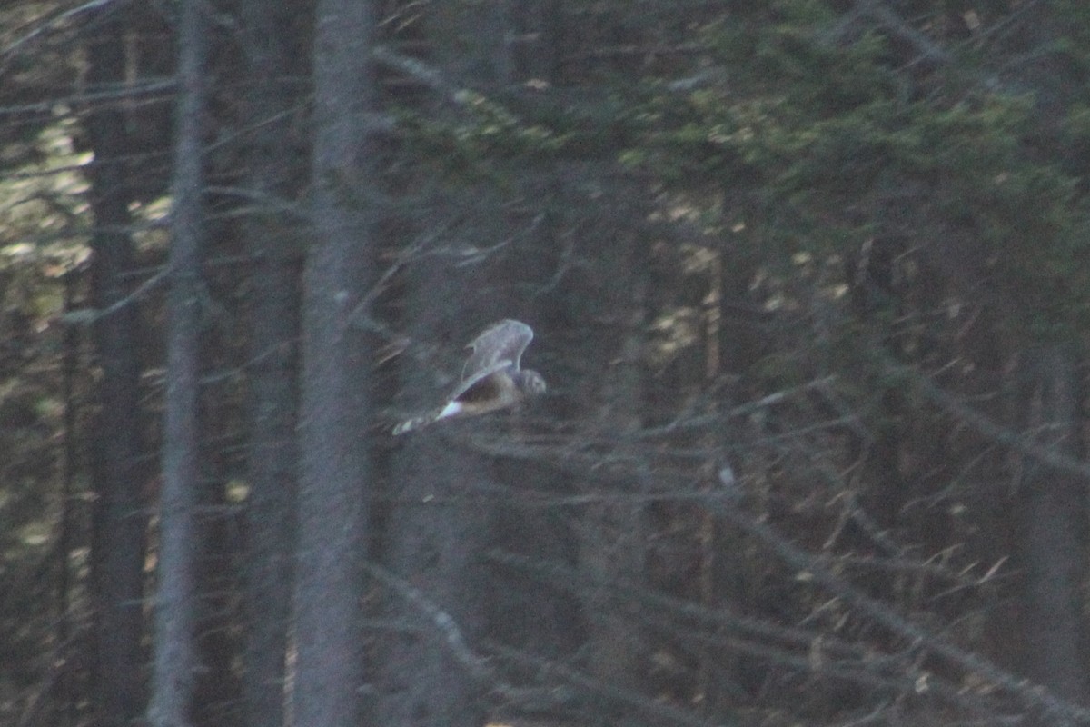 Northern Harrier - ML198988541