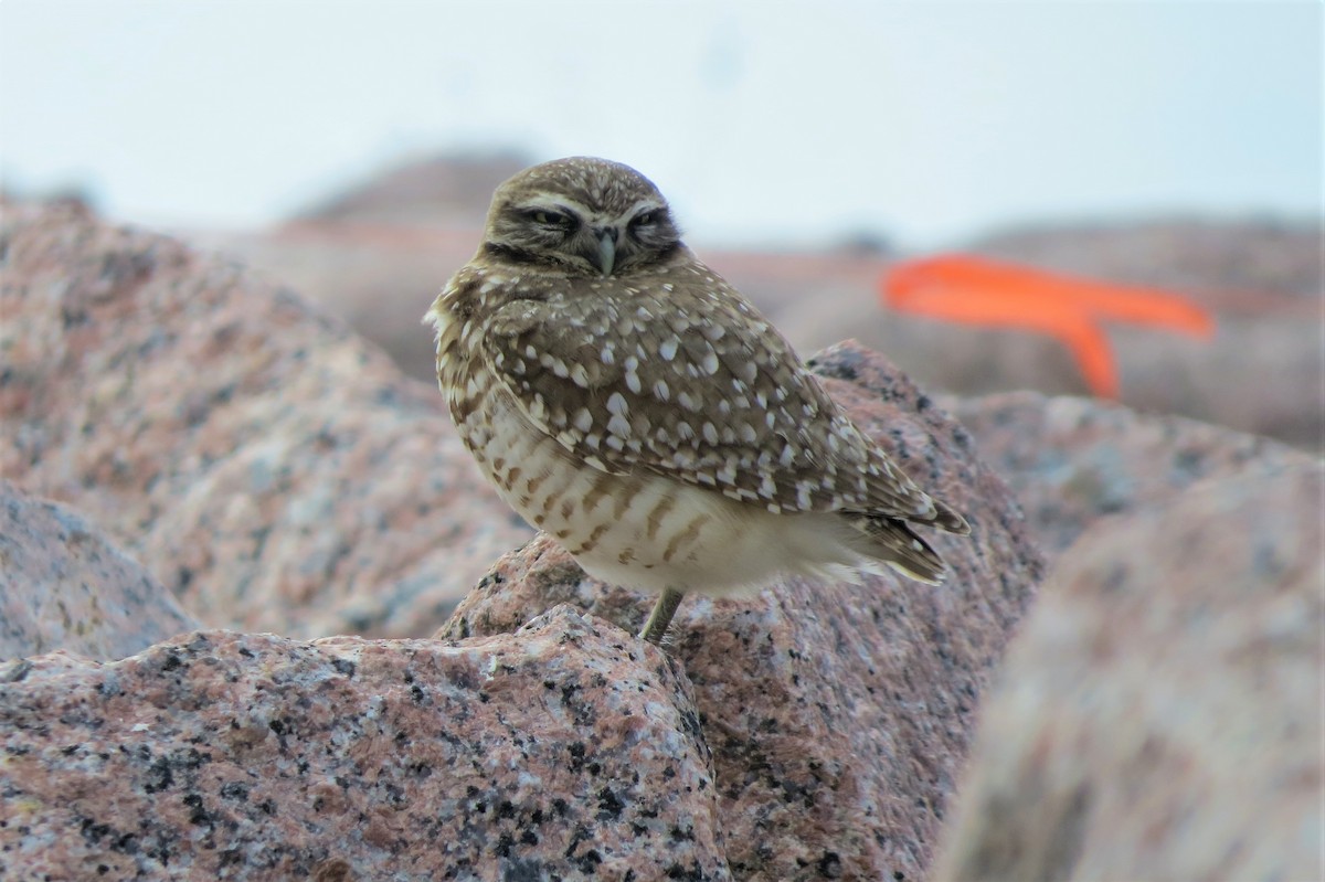 Burrowing Owl - Dominic Le Croissette