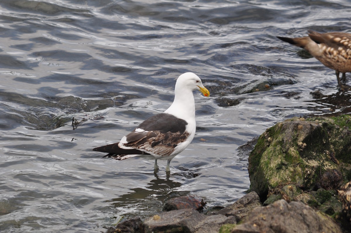 Kelp Gull - Bill Tweit