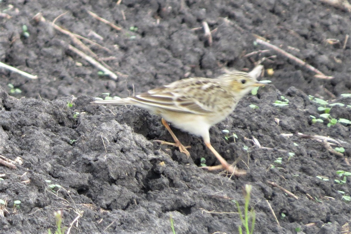 Sprague's Pipit - Dominic Le Croissette