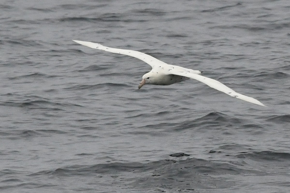 Southern Giant-Petrel - ML198989991