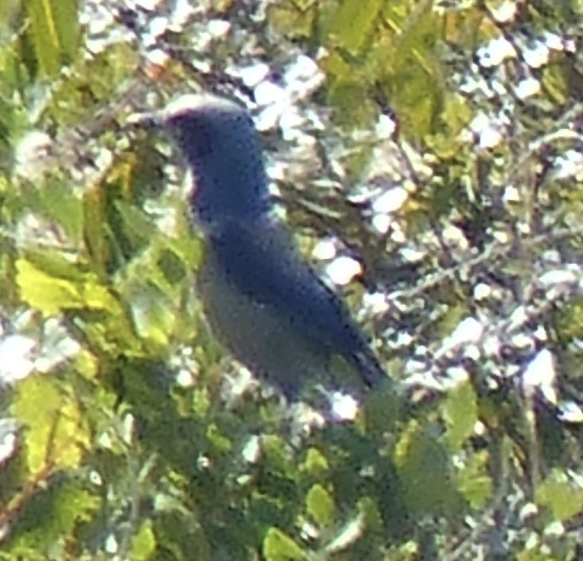 Florida Scrub-Jay - Kai Victor