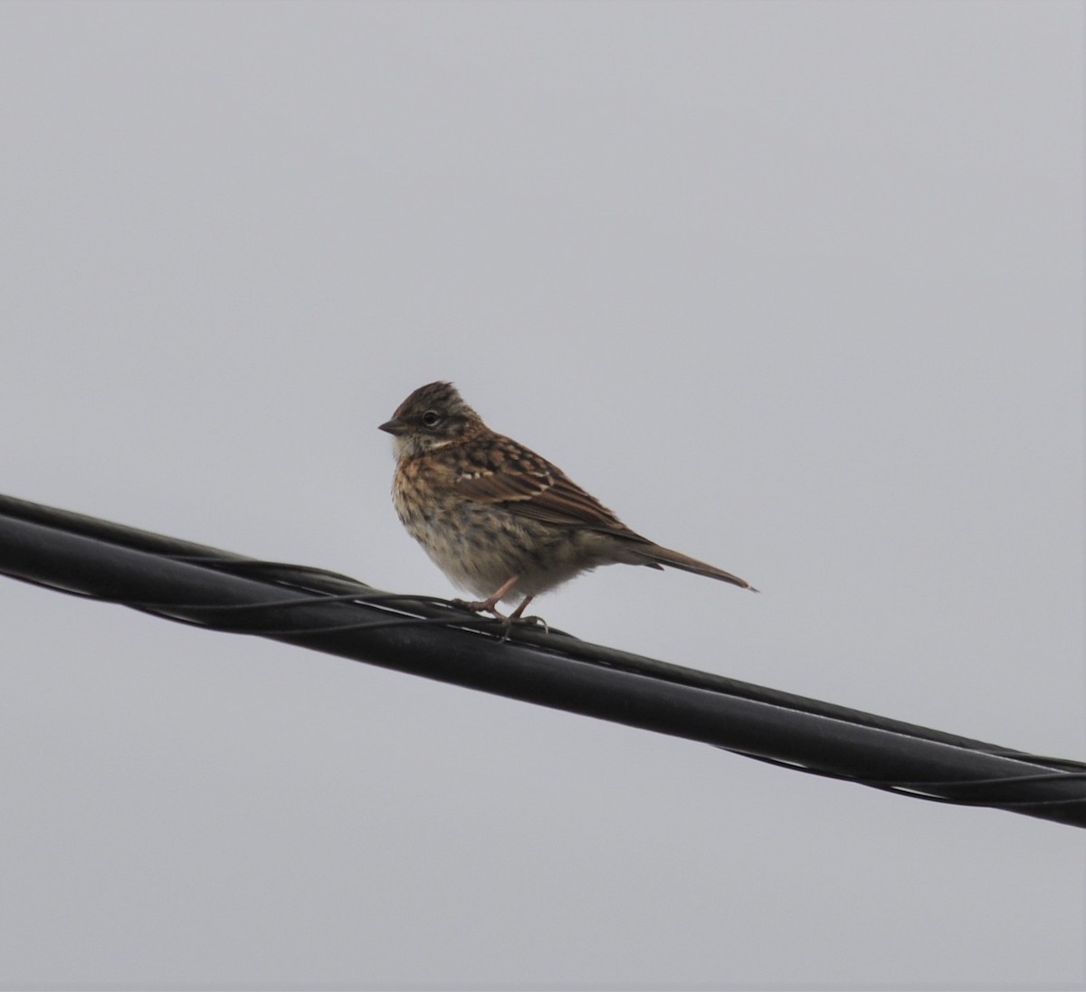 Rufous-collared Sparrow - Bill Tweit