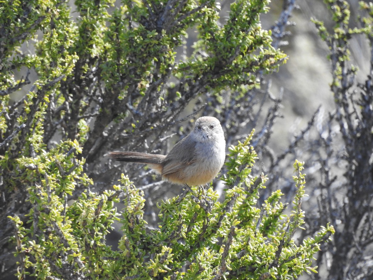 Patagonian Canastero - ML198993931