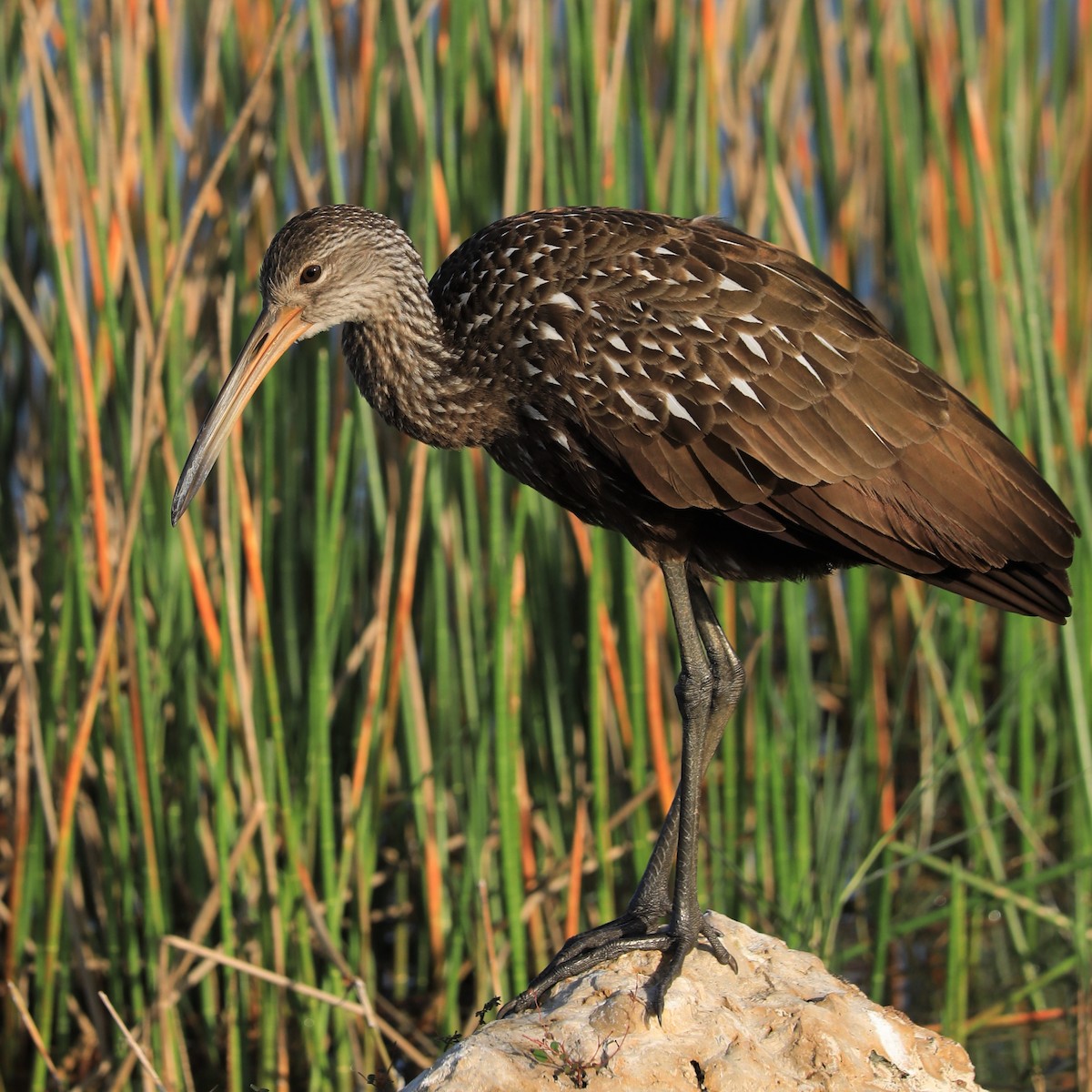 Limpkin - Linda Kavanaugh