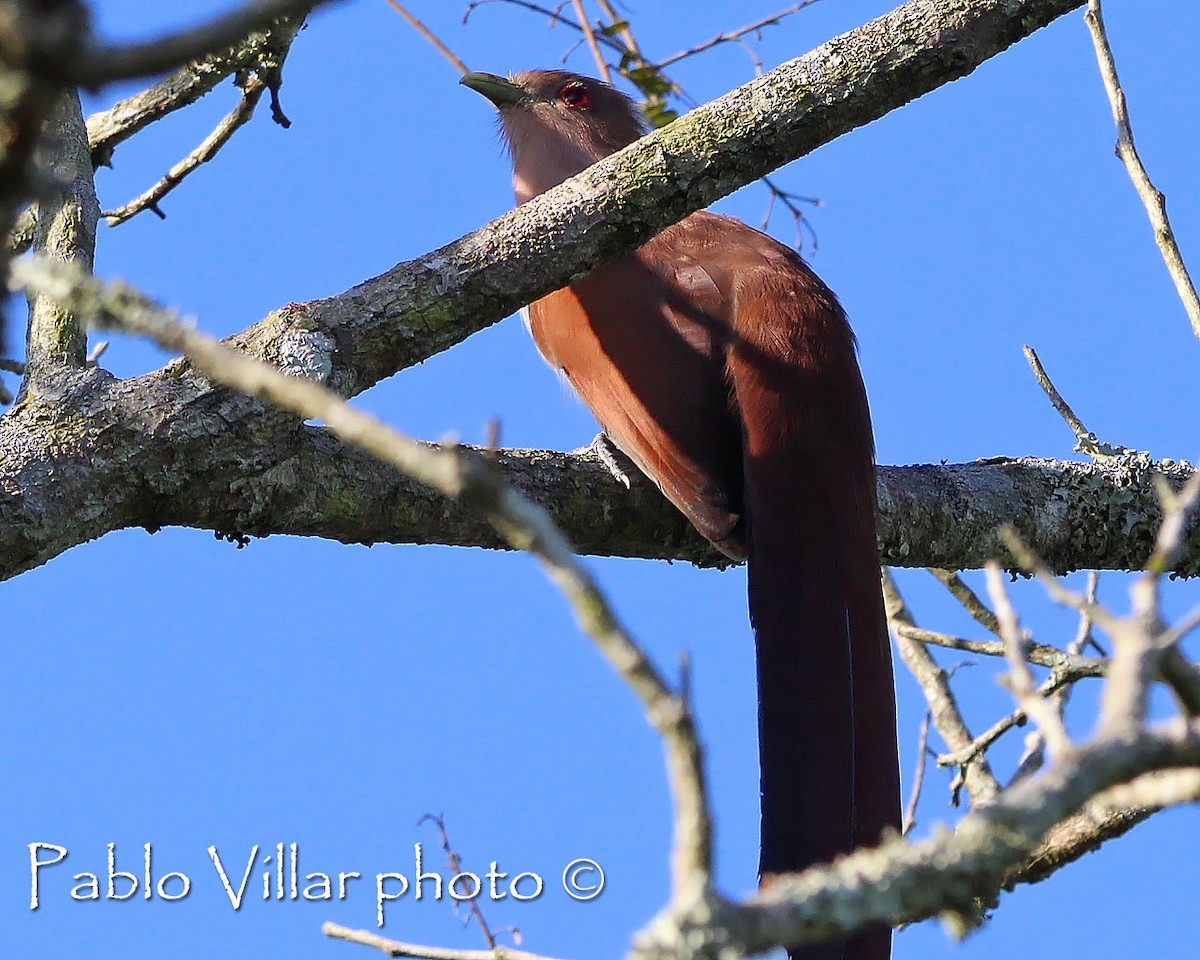 Squirrel Cuckoo - ML198995351