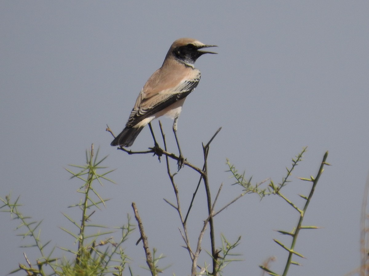 Desert Wheatear - ML198996241