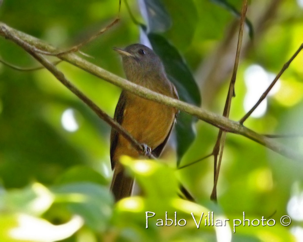 Gray-hooded Flycatcher - ML198996251