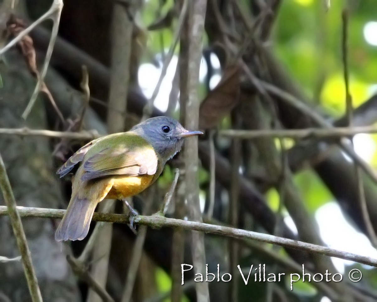 Gray-hooded Flycatcher - Pablo Villar