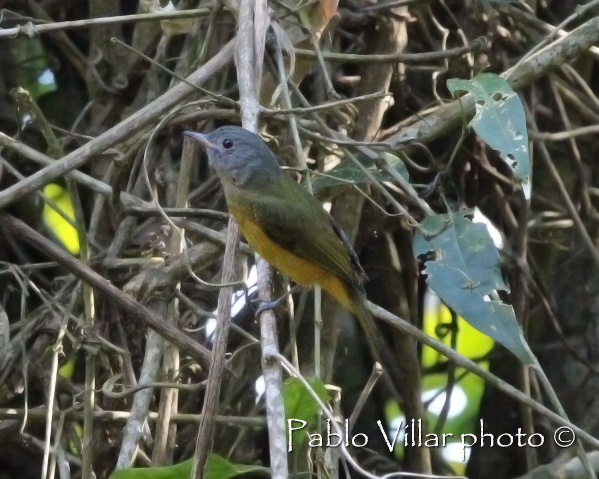 Gray-hooded Flycatcher - ML198996271