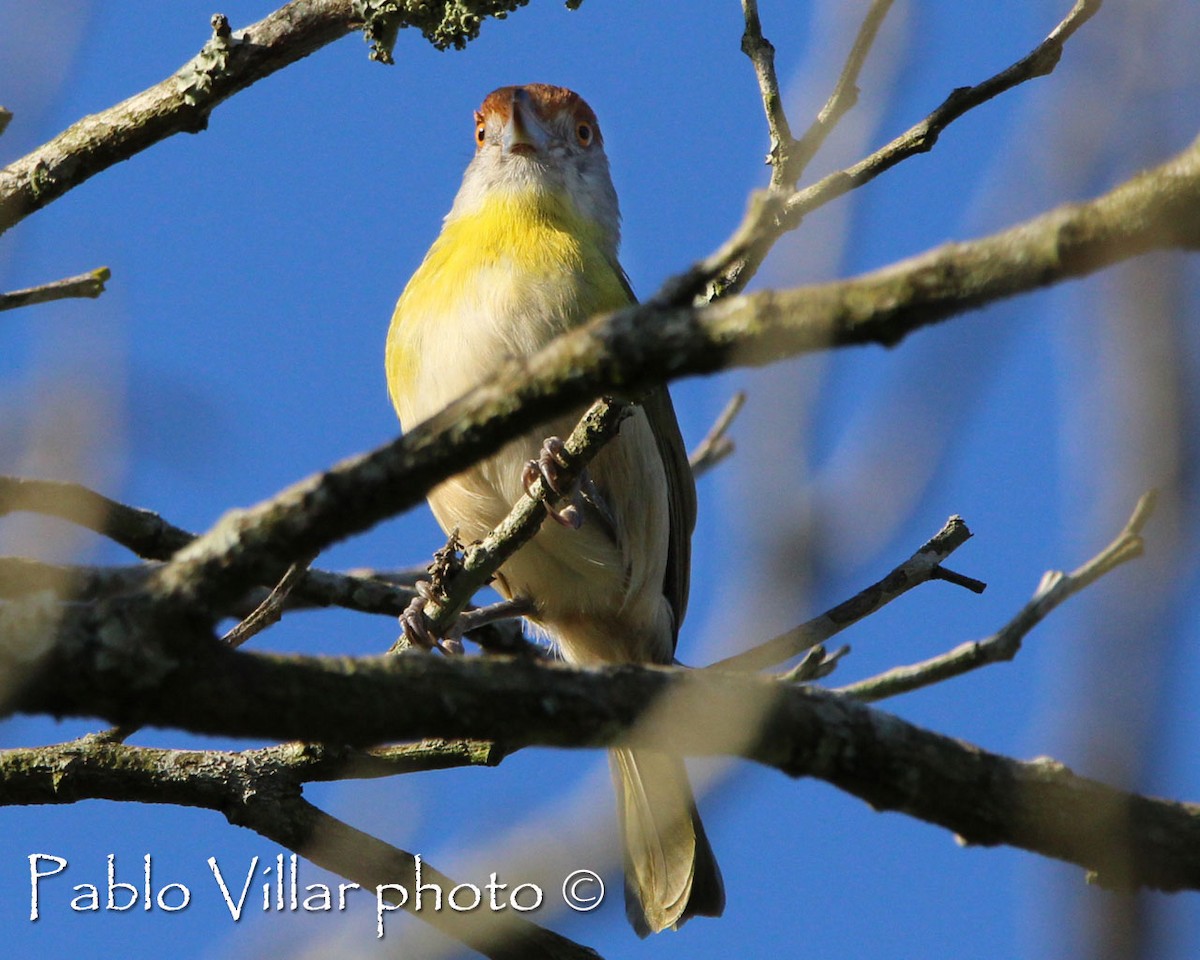 Rufous-browed Peppershrike - ML198996461