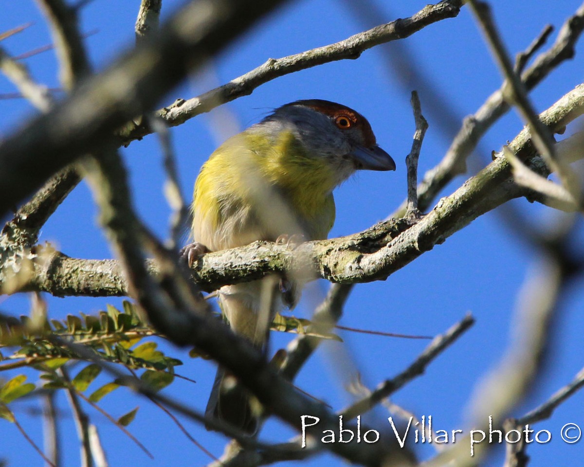 Rufous-browed Peppershrike - ML198996471