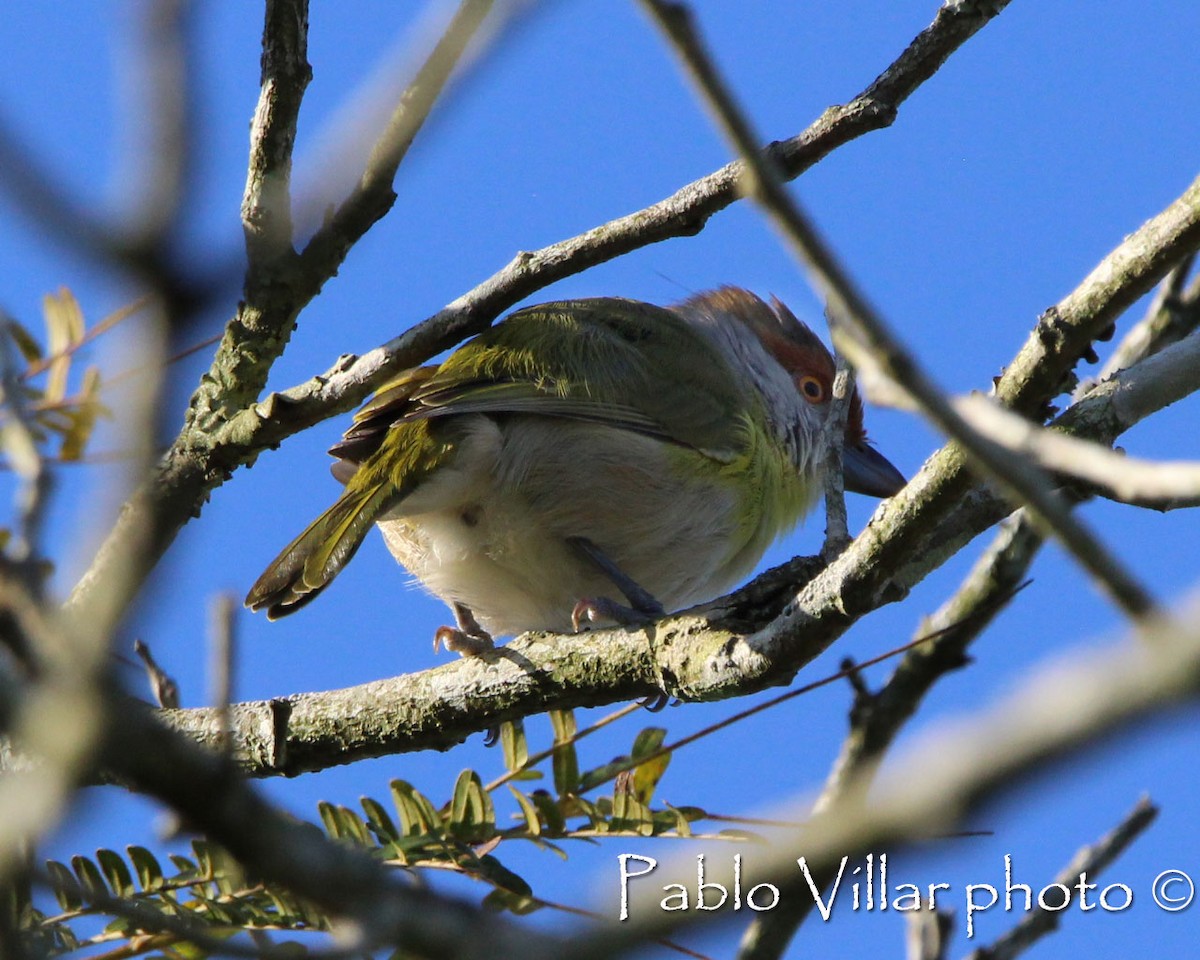 Rufous-browed Peppershrike - ML198996481