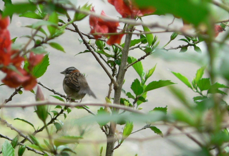 Rufous-collared Sparrow - ML198999961