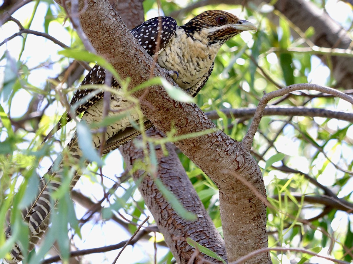 Pacific Koel - ML198999981