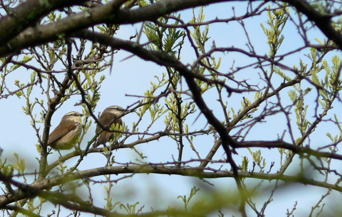 Great Spinetail - ML199001291