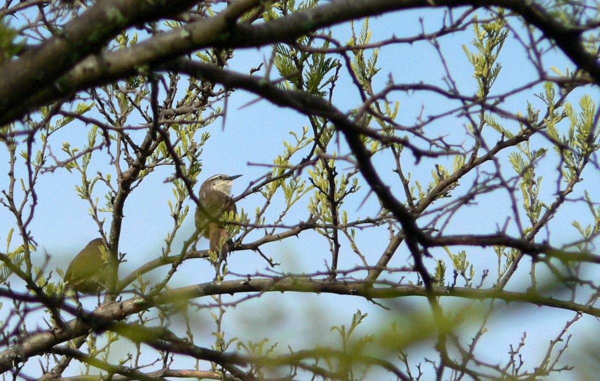 Great Spinetail - ML199001301