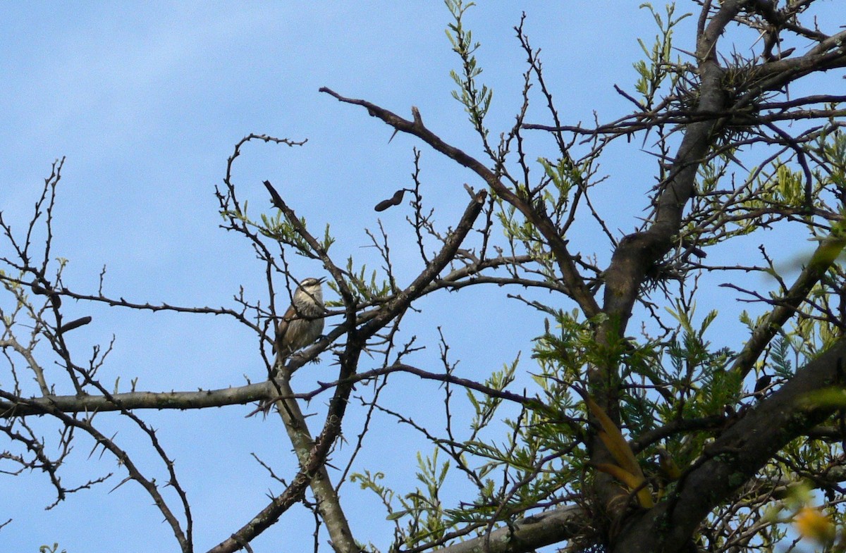 Great Spinetail - ML199001321