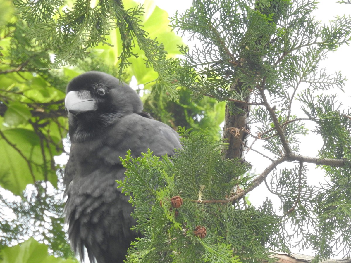 Large-billed Crow - ML199002141