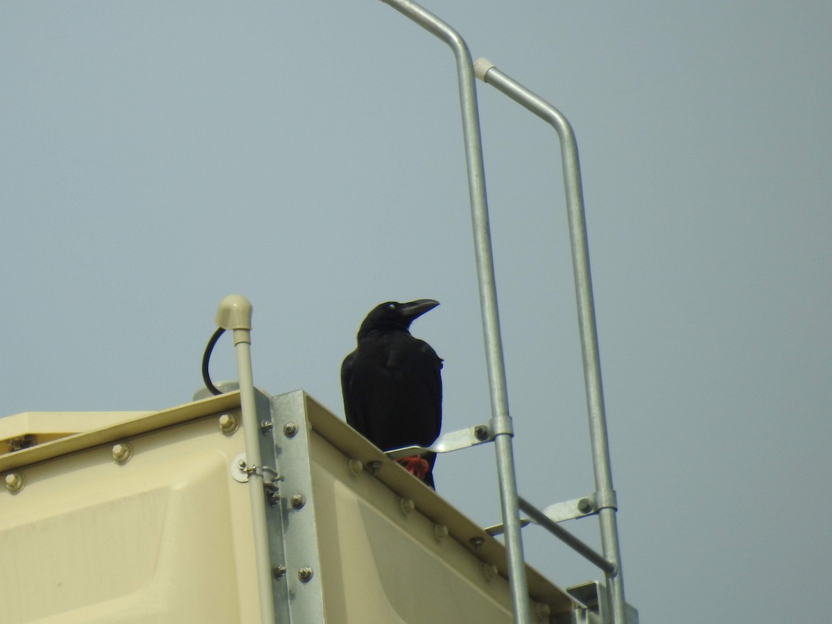 Carrion Crow - ML199002491