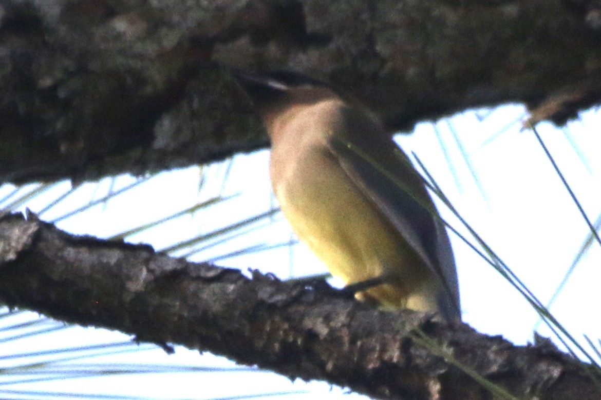 Cedar Waxwing - ML199004851