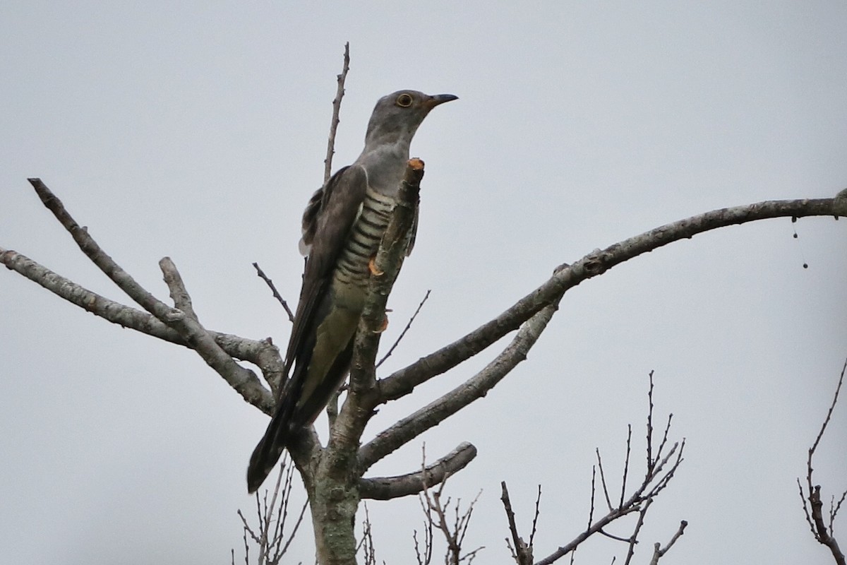 Oriental Cuckoo - Sylvia Alexander