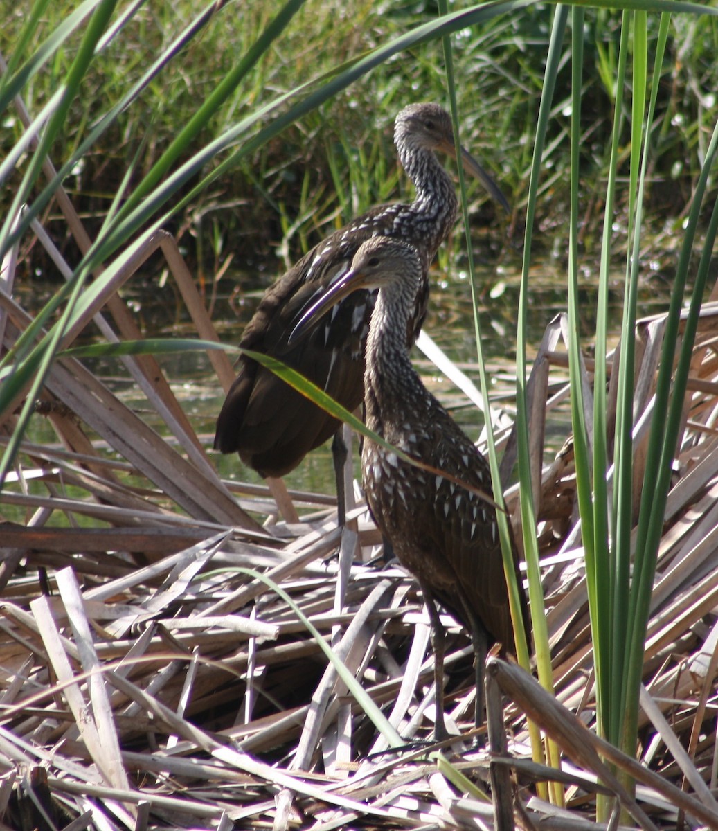 Limpkin - ML199005821