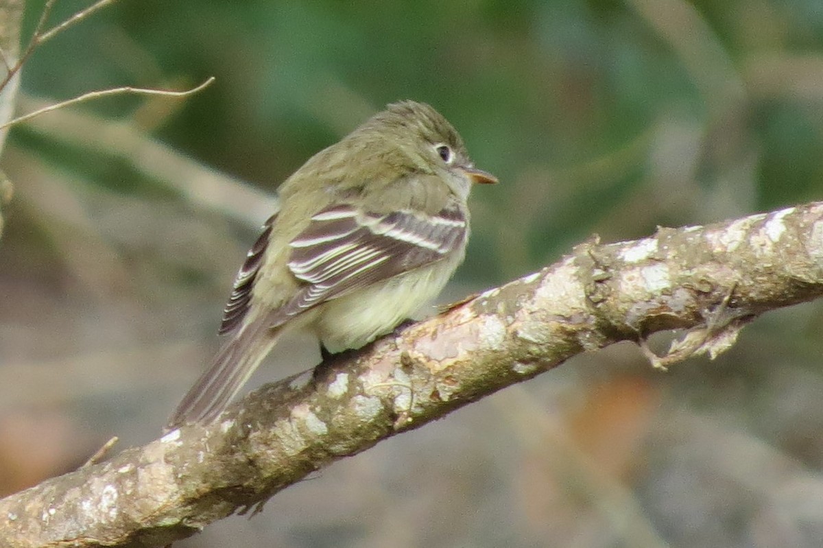 Least Flycatcher - ML199005841