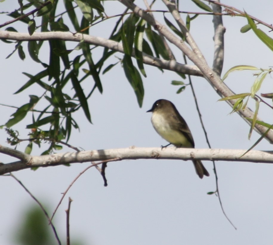 Eastern Phoebe - ML199006111