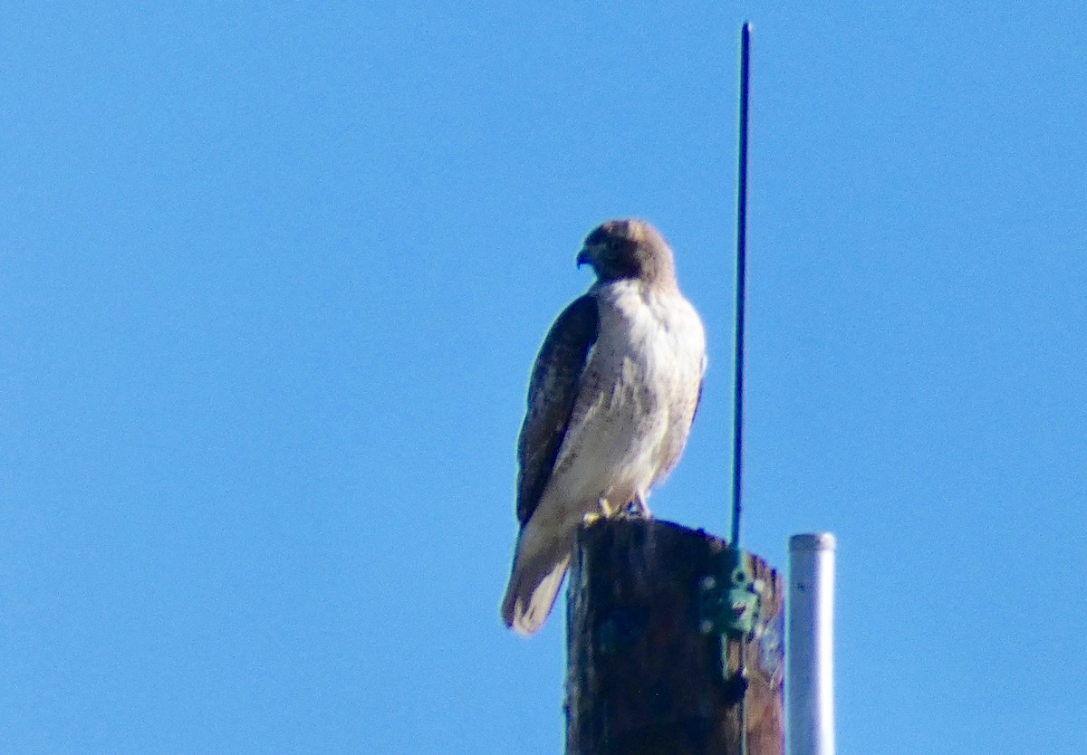 Rotschwanzbussard - ML199006971