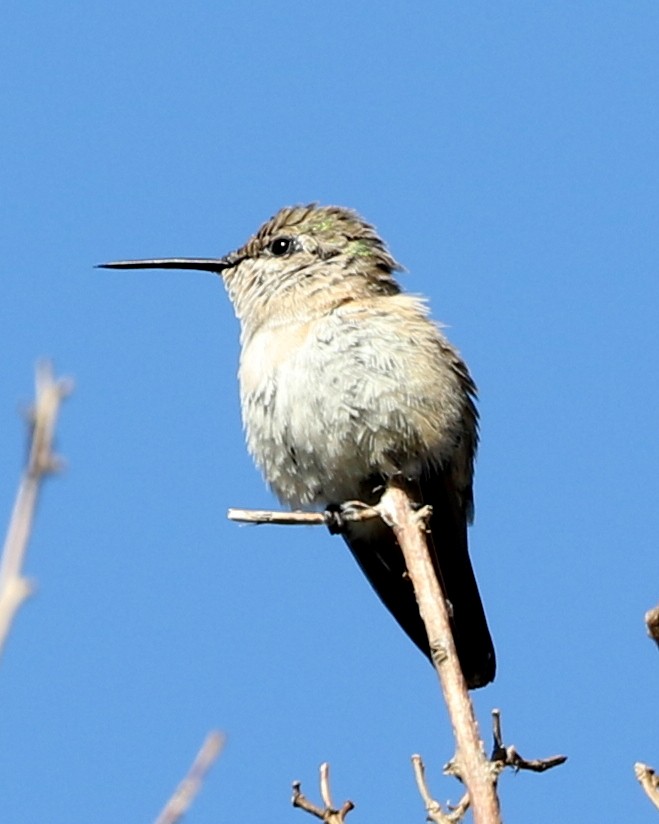 Calliope Hummingbird - ML199007011