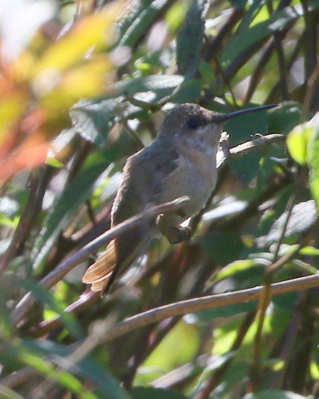 Calliope Hummingbird - ML199007031