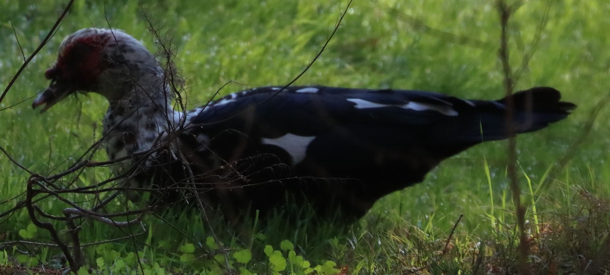 Muscovy Duck (Domestic type) - David Kettering