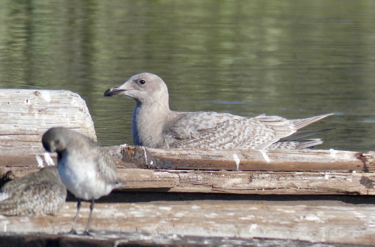 Glaucous-winged Gull - ML199010511