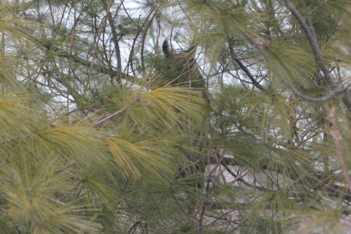 Long-eared Owl - ML199013121