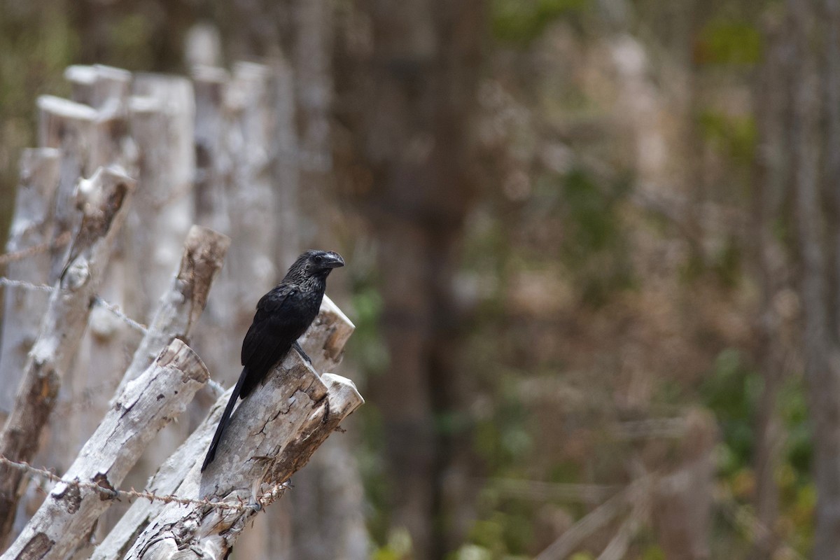 Smooth-billed Ani - ML199015441