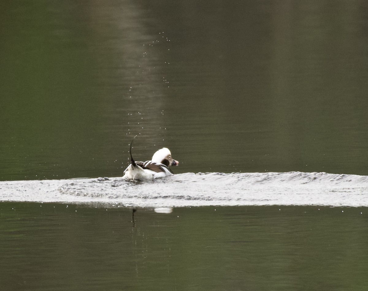 Long-tailed Duck - ML199018151