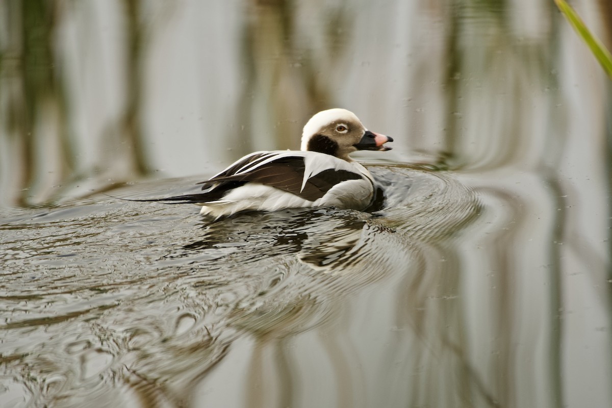 Long-tailed Duck - ML199018241