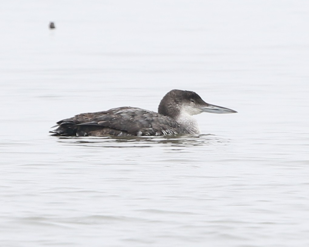 Common Loon - ML199019881