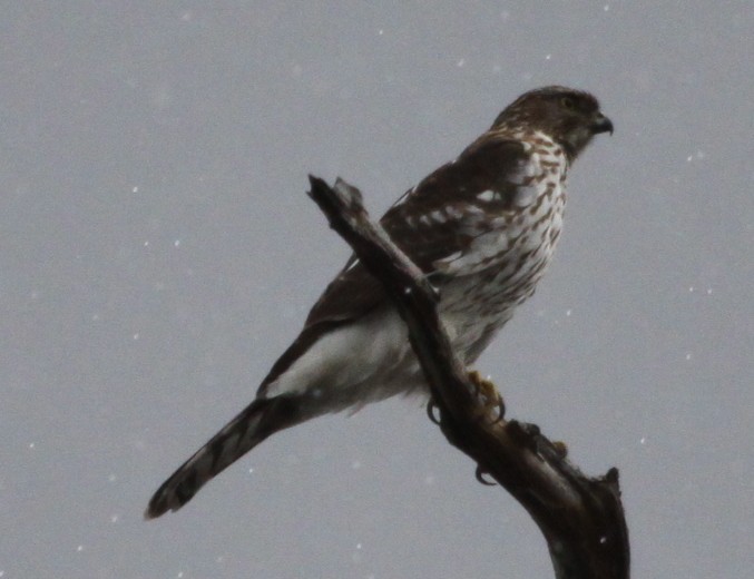 Cooper's Hawk - Dan Coleman